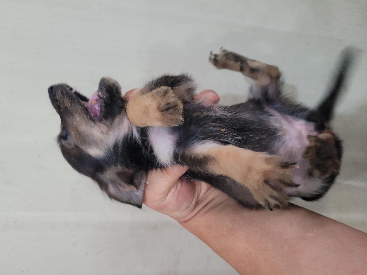 창녕 유기동물보호소_448541202301242