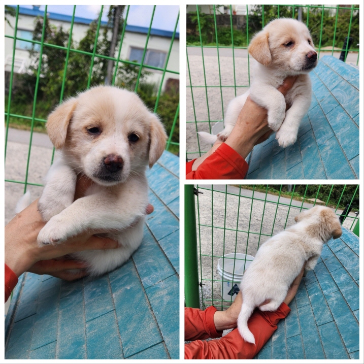당진시동물보호소_444568202301044