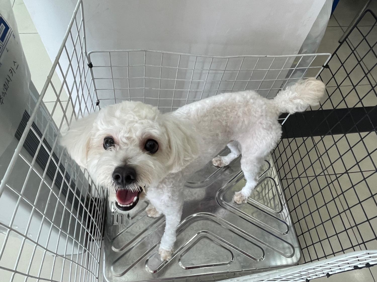 가정동물병원_428356202301341