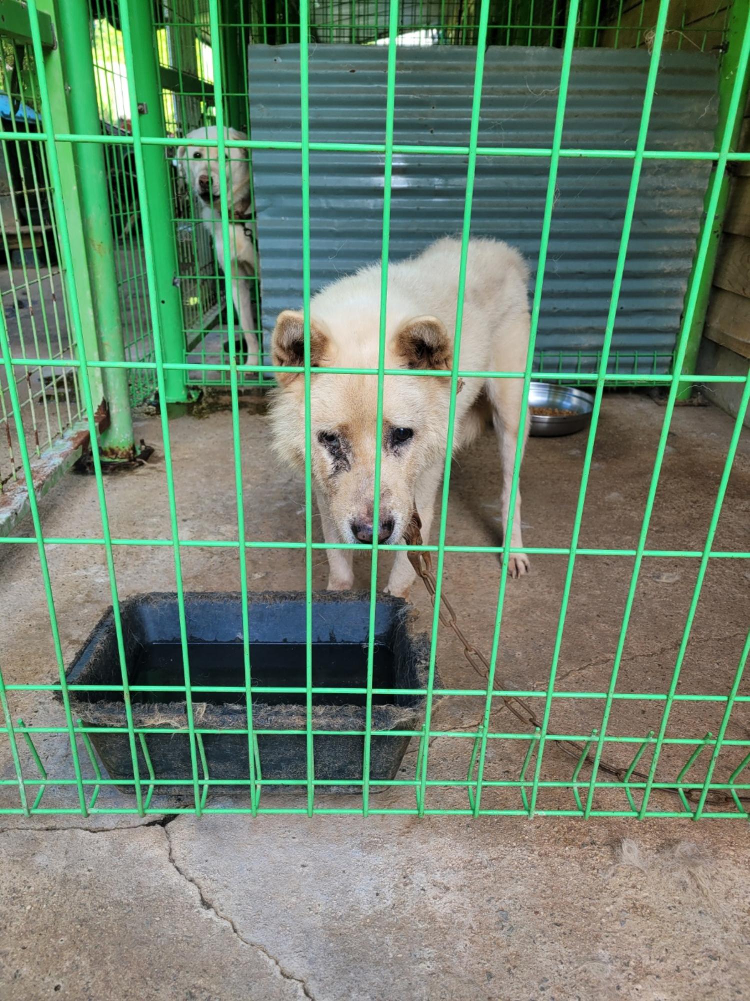 대한동물사랑협회_446482202300729