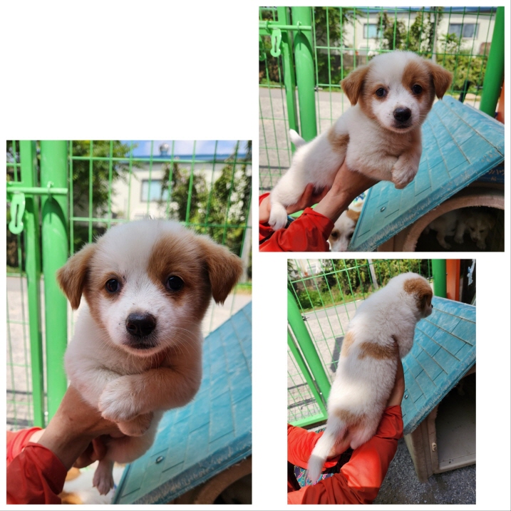 당진시동물보호소_444568202301041