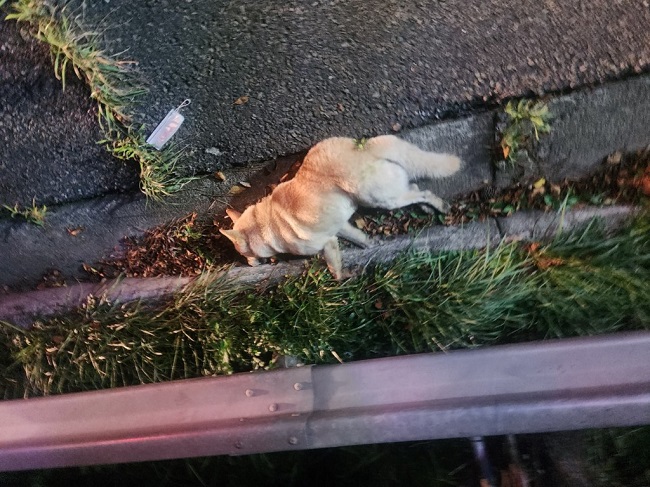 진해유기동물보호소_448532202300503