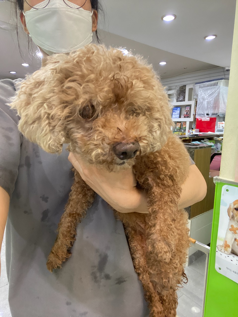 펫앤쉘터동물병원_441378202301418