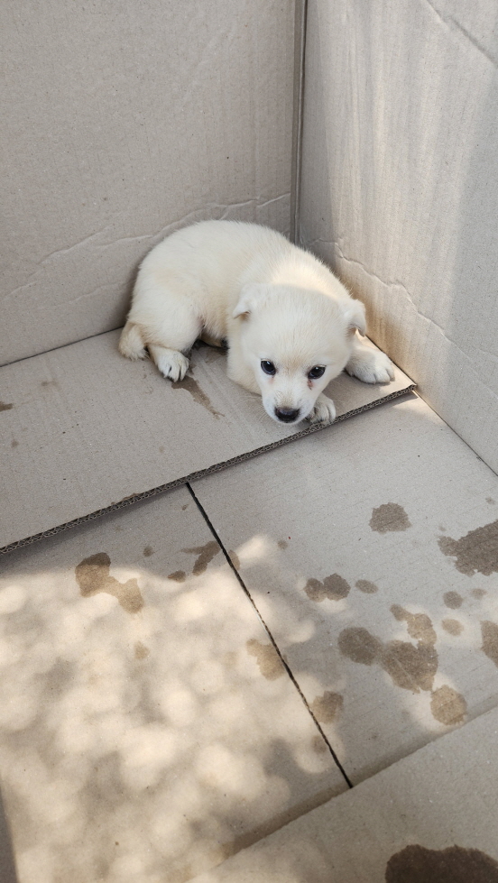 익산유기동물보호소_445468202301641