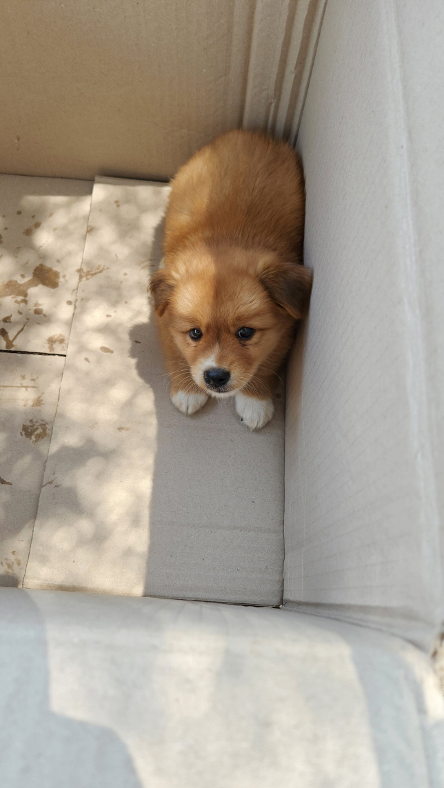 종료(입양) 믹스견…