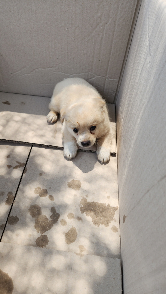 익산유기동물보호소_445468202301640