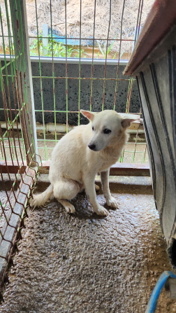 익산유기동물보호소_445468202301642