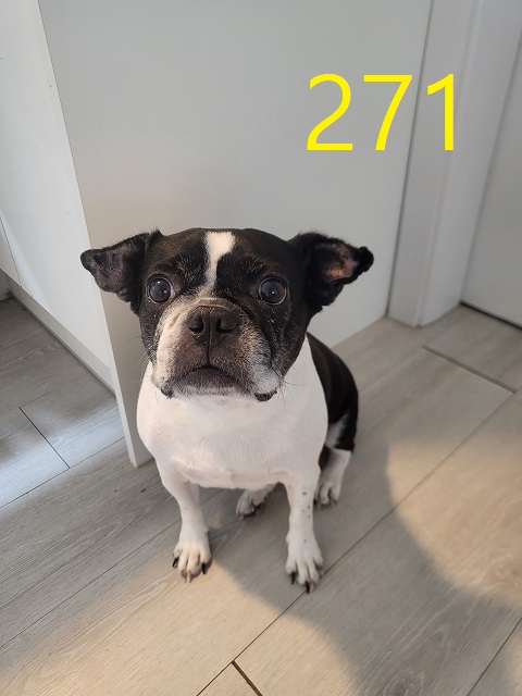 보호중 보스턴 테리…