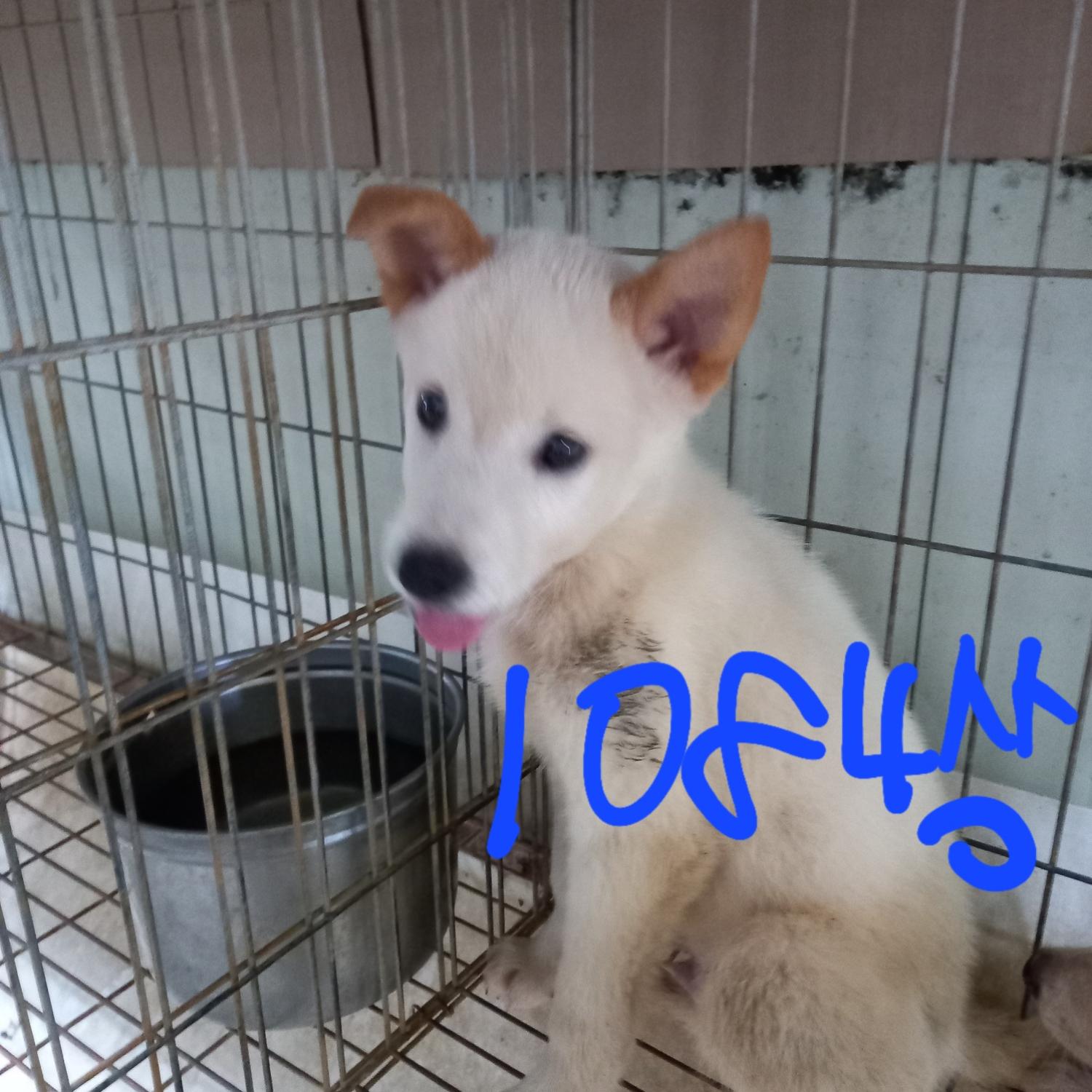 평택시유기동물보호소_441391202301880