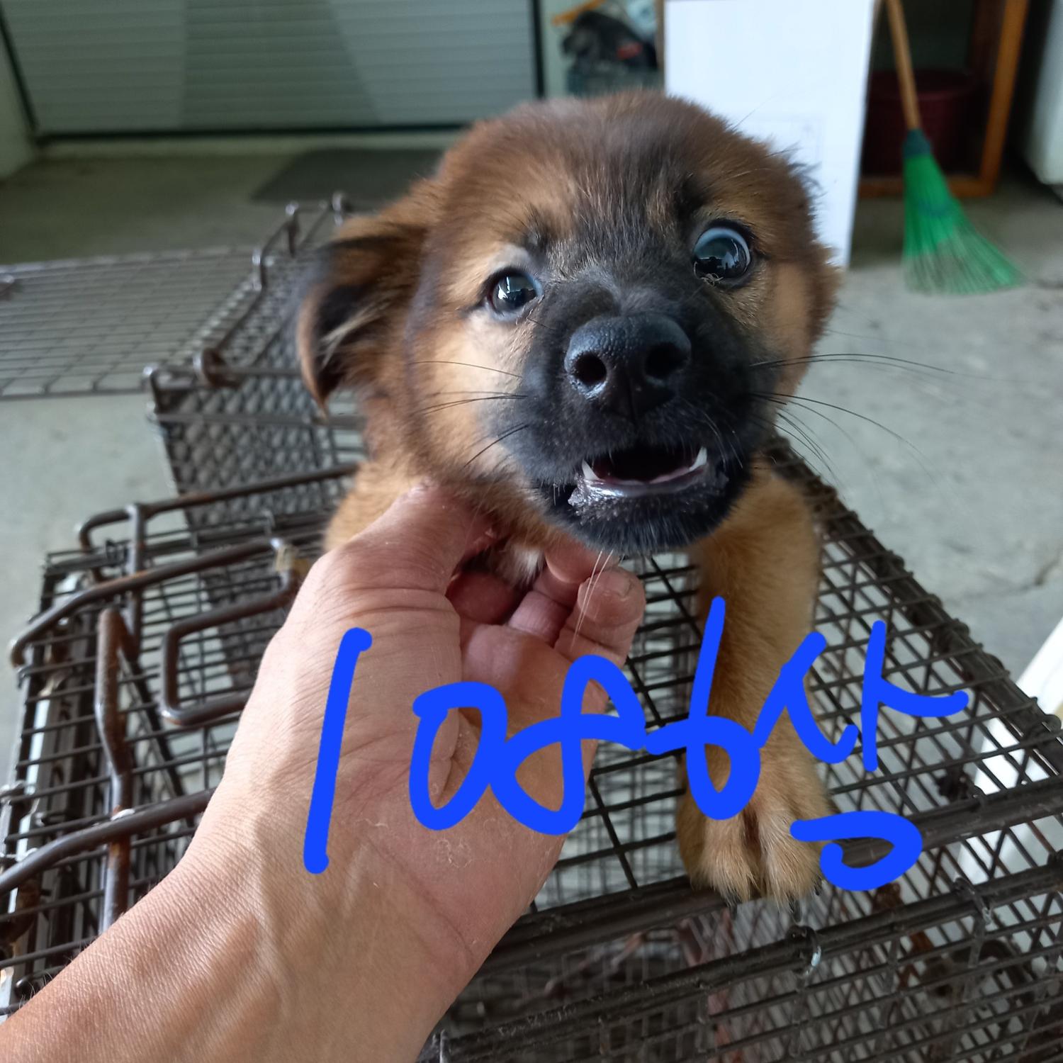 평택시유기동물보호소_441391202301882
