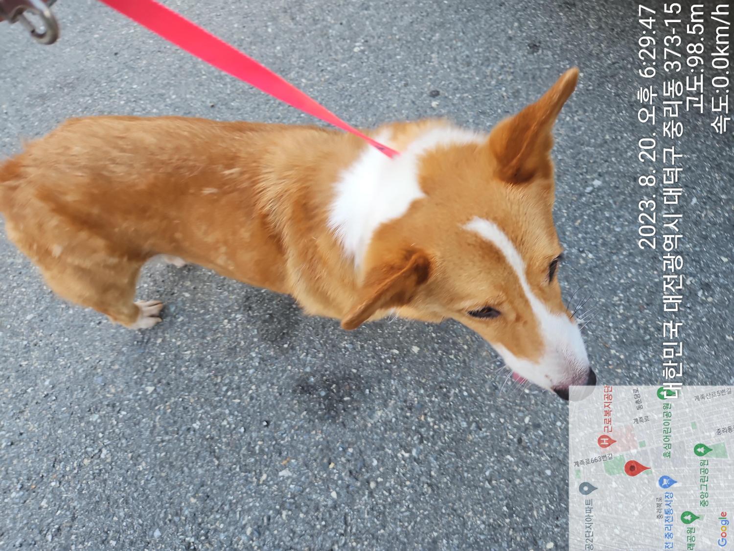 대전동물보호센터_430368202300403