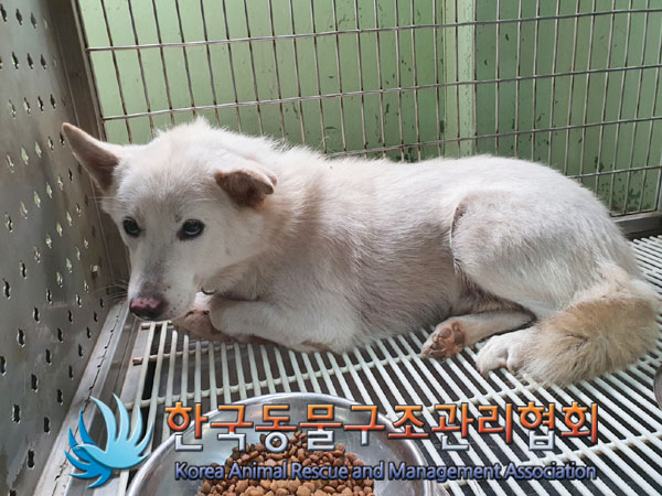 종료(안락사) 믹스…