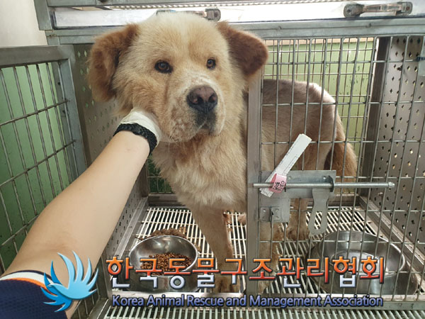 한국동물구조관리협회_441406202301171