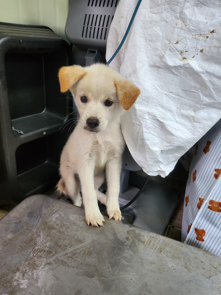 영주시 동물보호센터_447509202300181