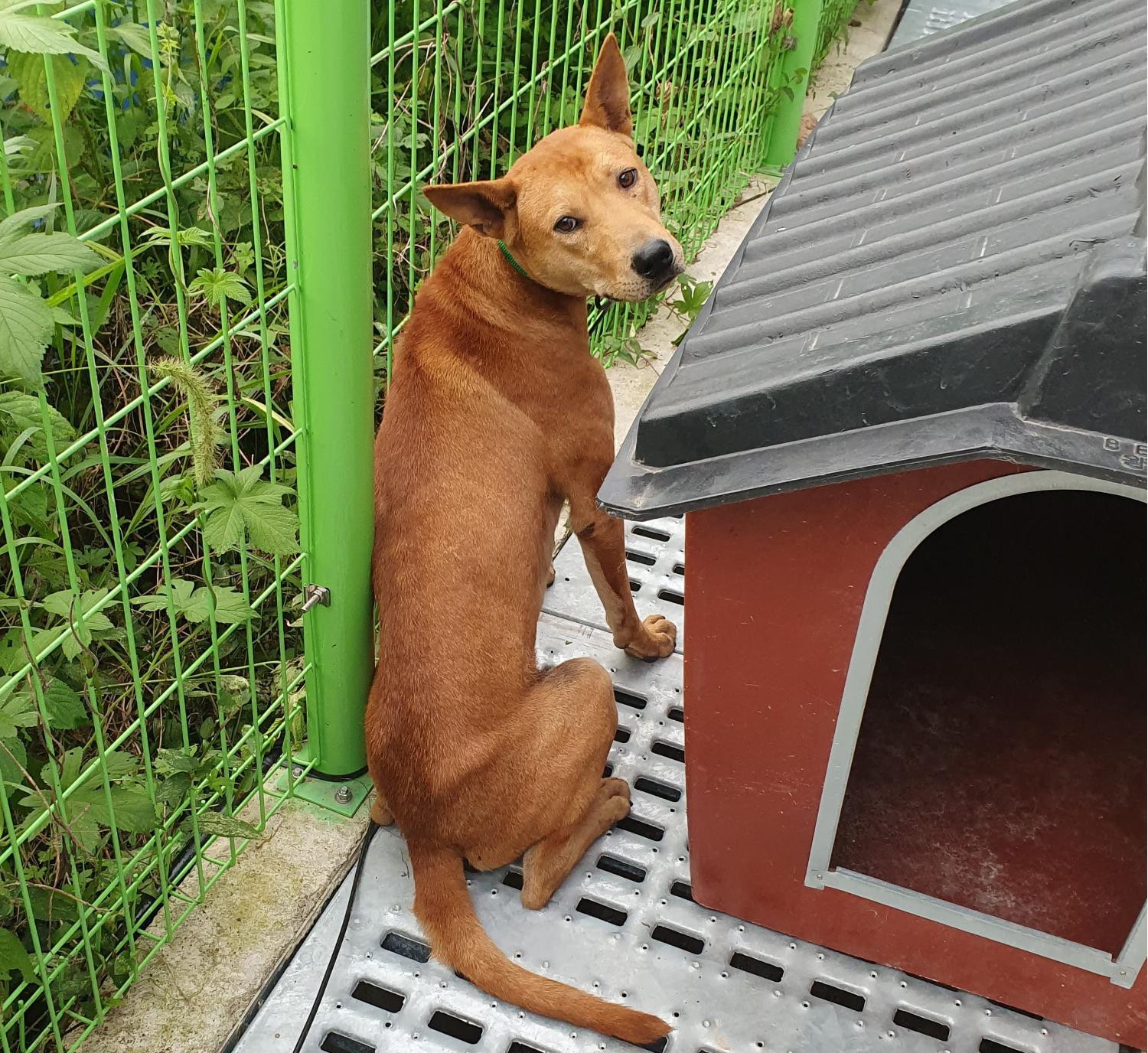 보호중 믹스견의 가…