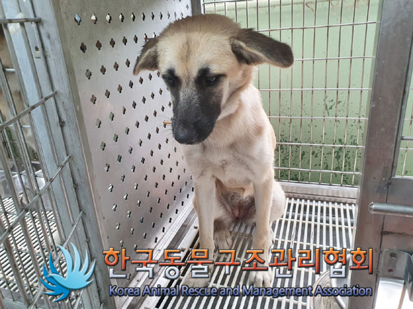 한국동물구조관리협회_441406202301170