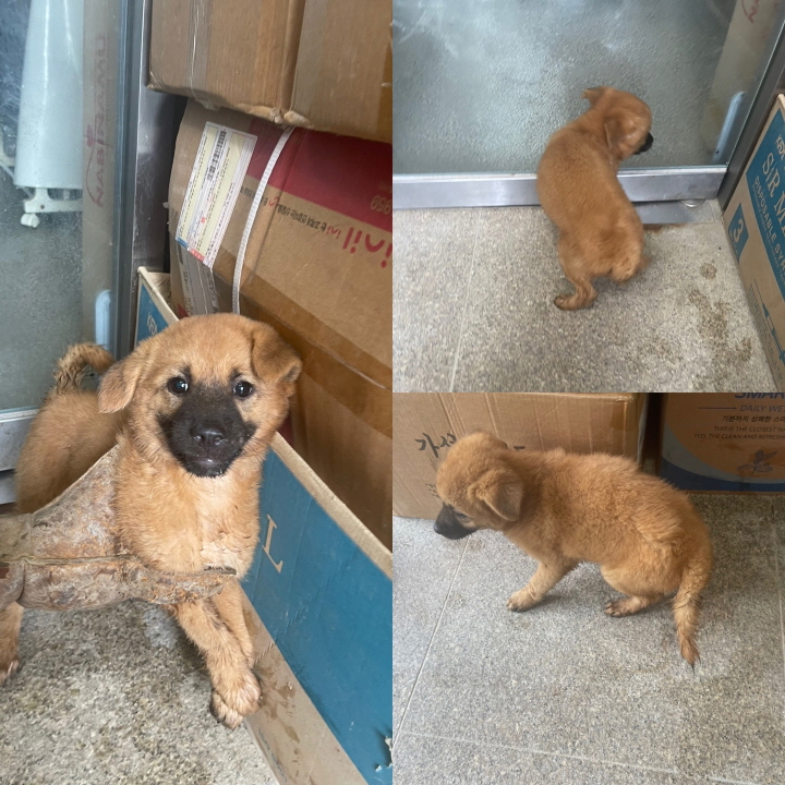 당진시동물보호소_444568202301047