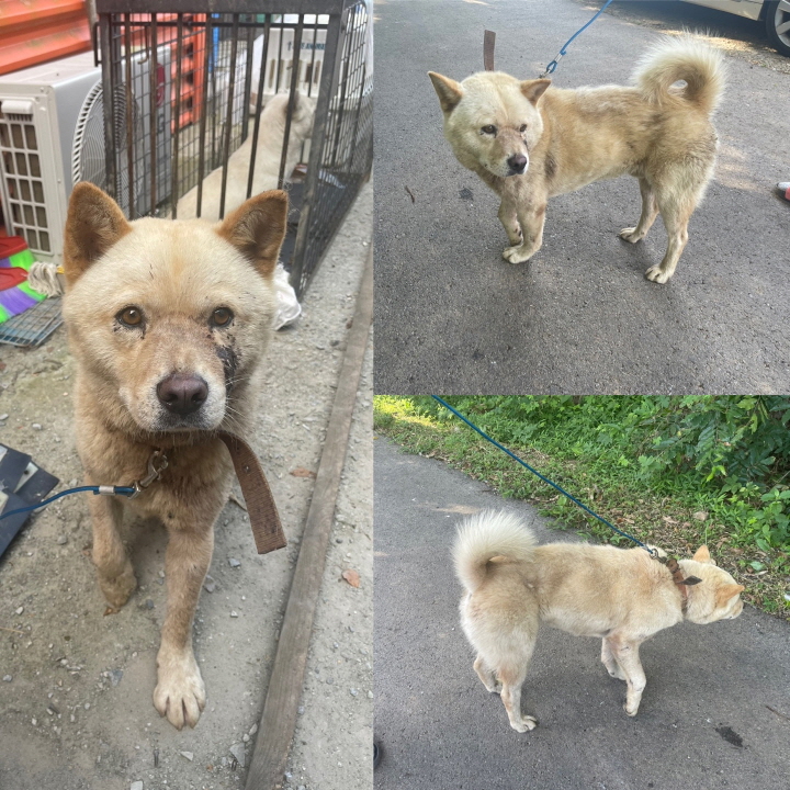 당진시동물보호소_444568202301045