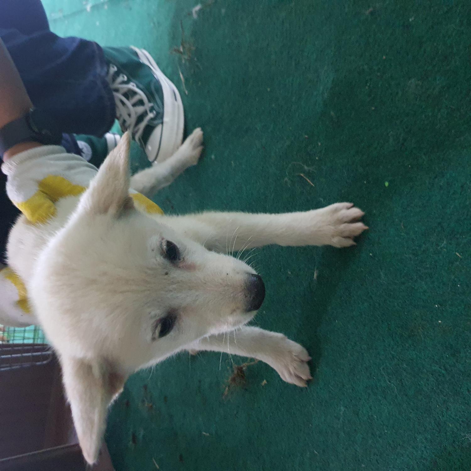 진도군임시보호소_446500202300281