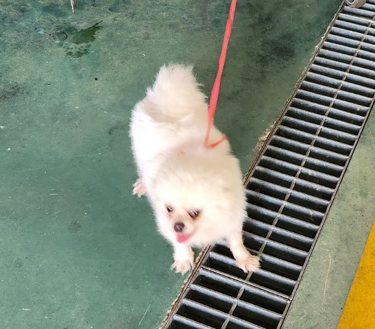 울산유기동물보호센터_431373202300914