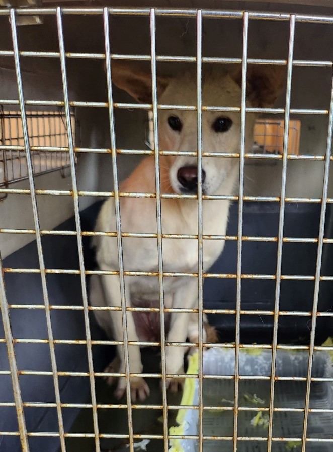 보호중 믹스견의 가…