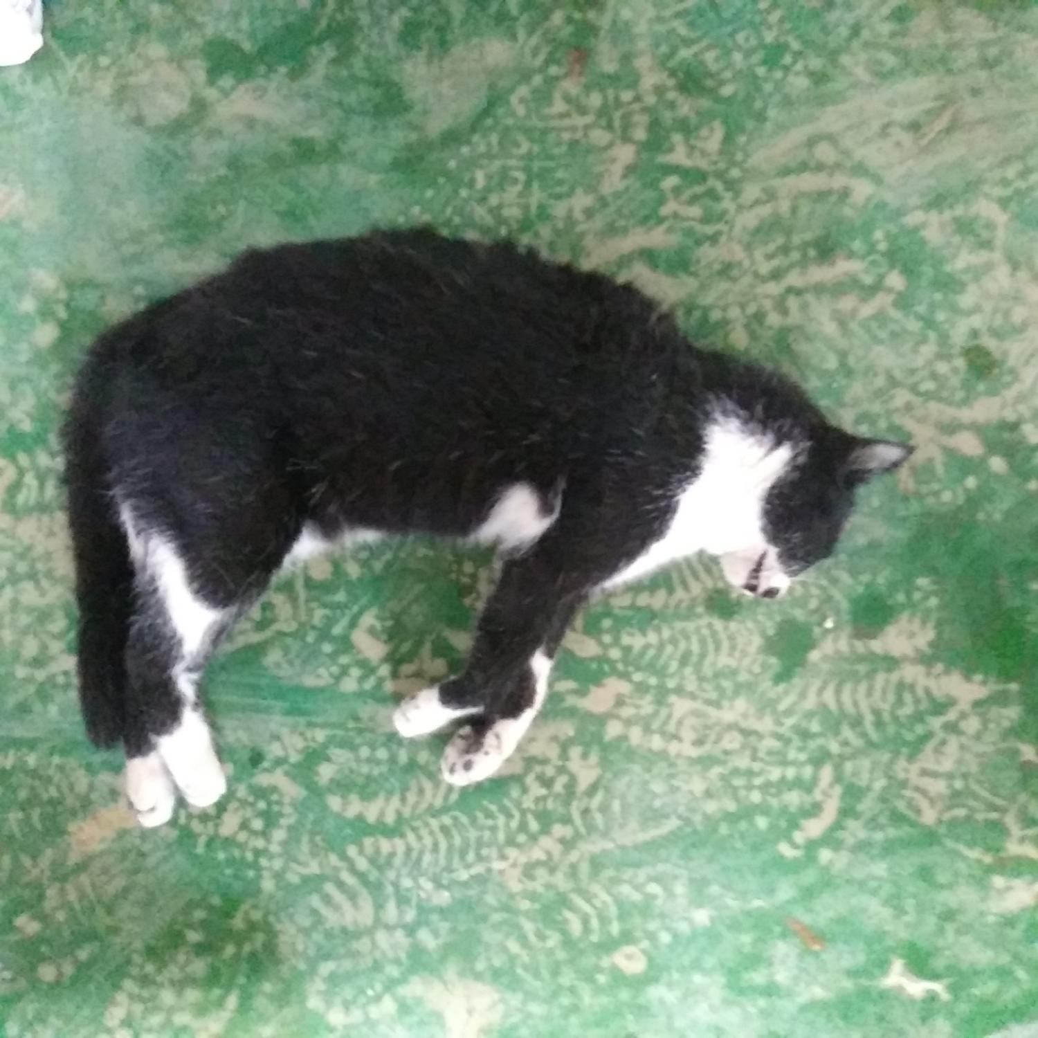 인천광역시수의사회_428353202300930