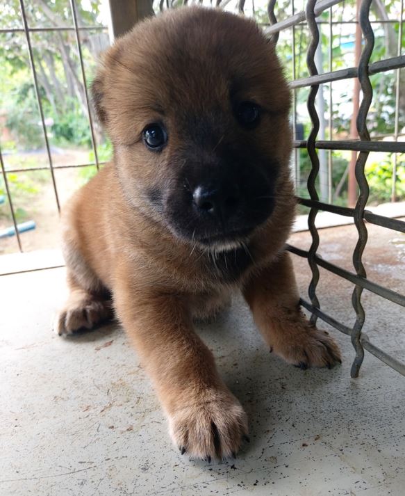 보령시유기동물보호소_444451202300744