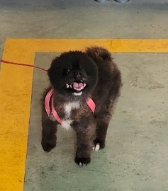 울산유기동물보호센터_431373202300915