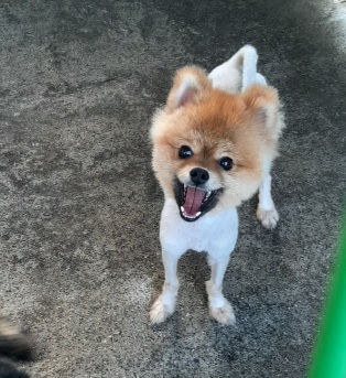 보호중 포메라니안의…