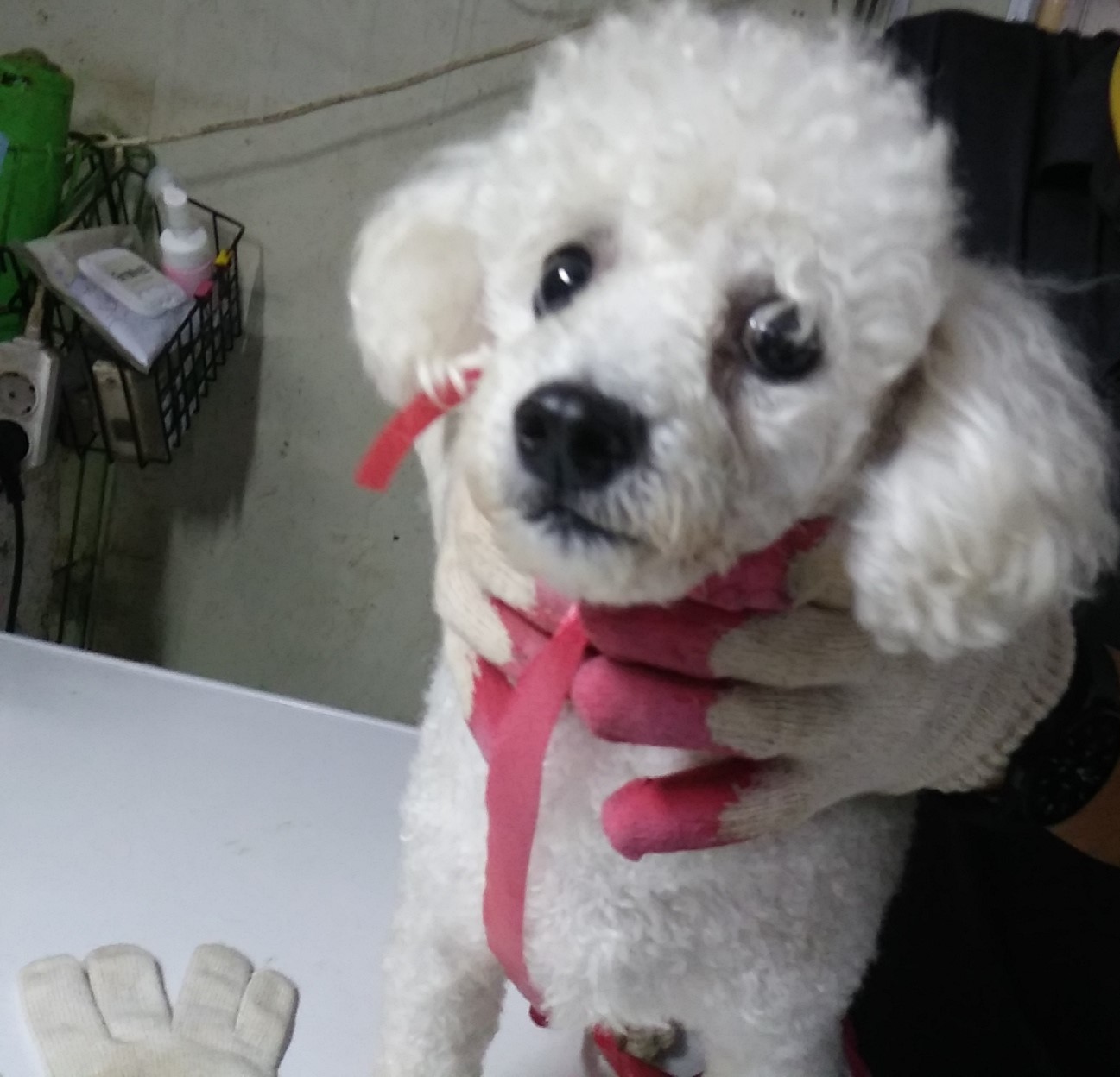 인천광역시수의사회_428351202300639
