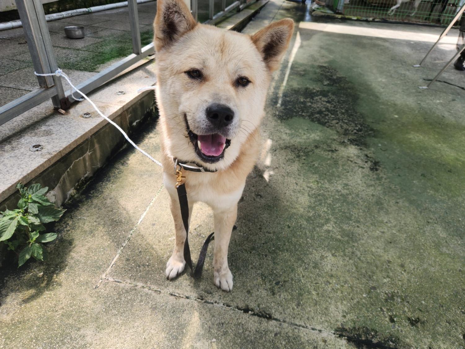광주 동물보호소_429361202300359