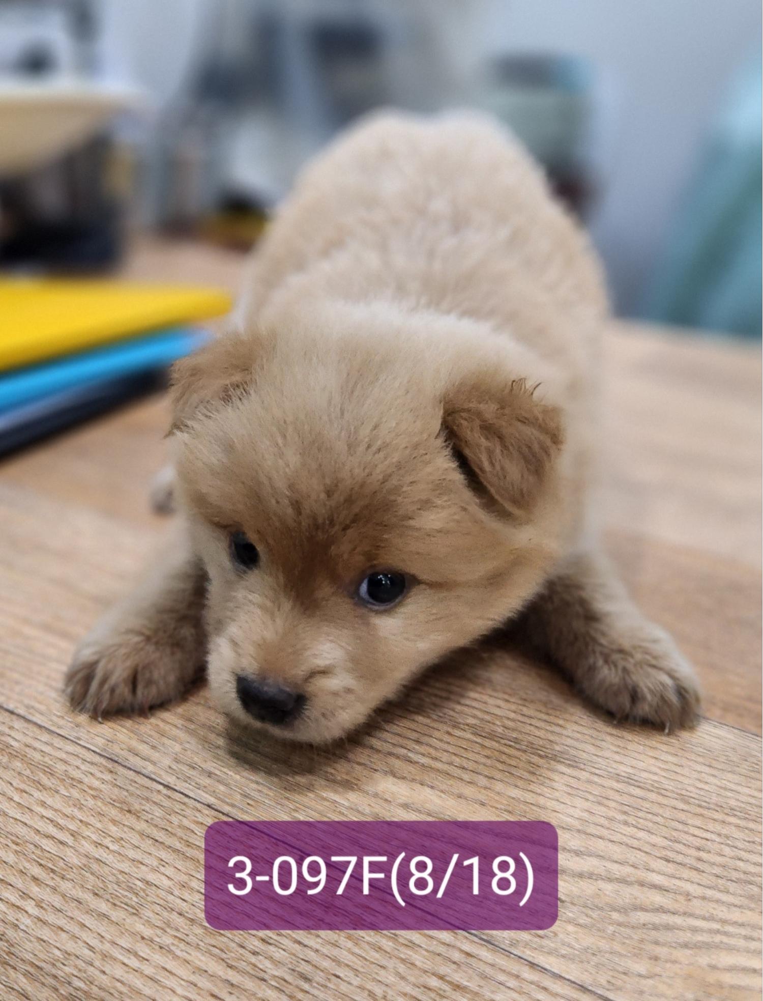 고성군유기동물보호소_448542202301742