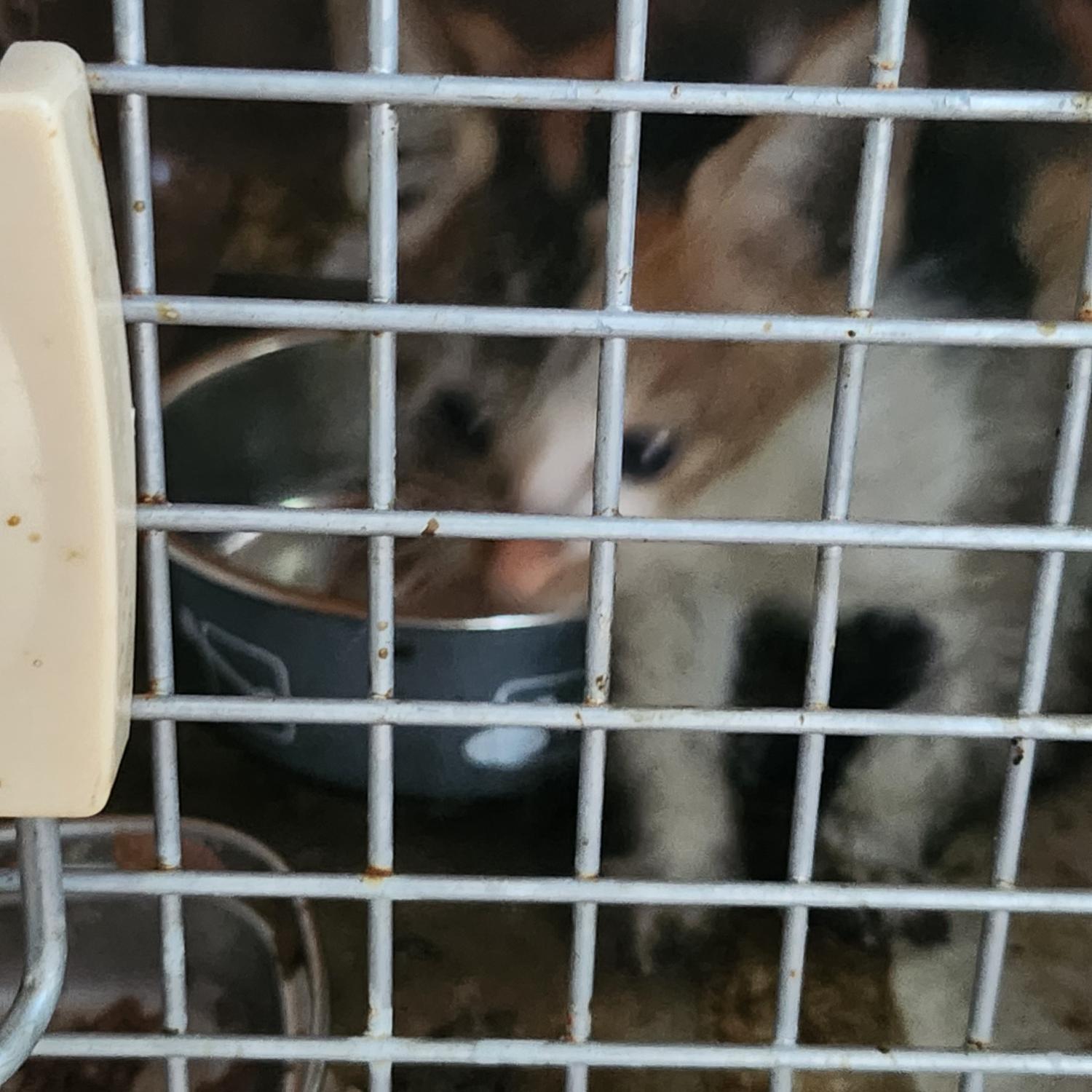 울산유기동물보호센터_431371202300404