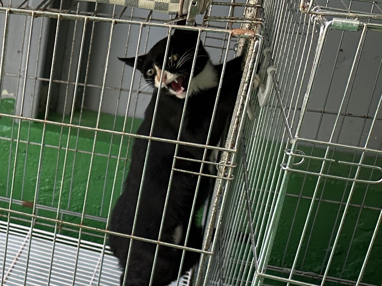 한국야생동물보호협회_441402202300386