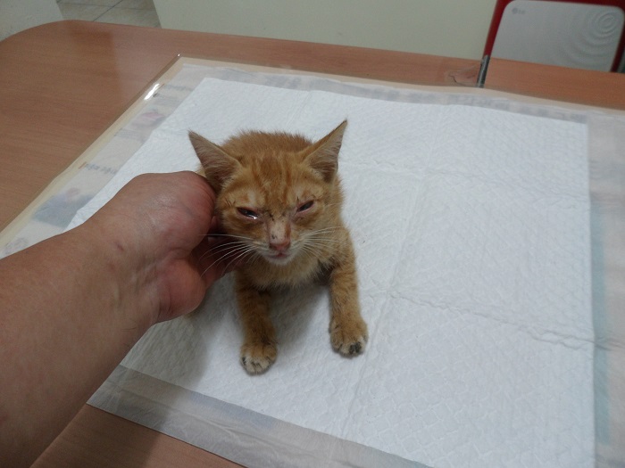 강현림동물병원_411314202300408