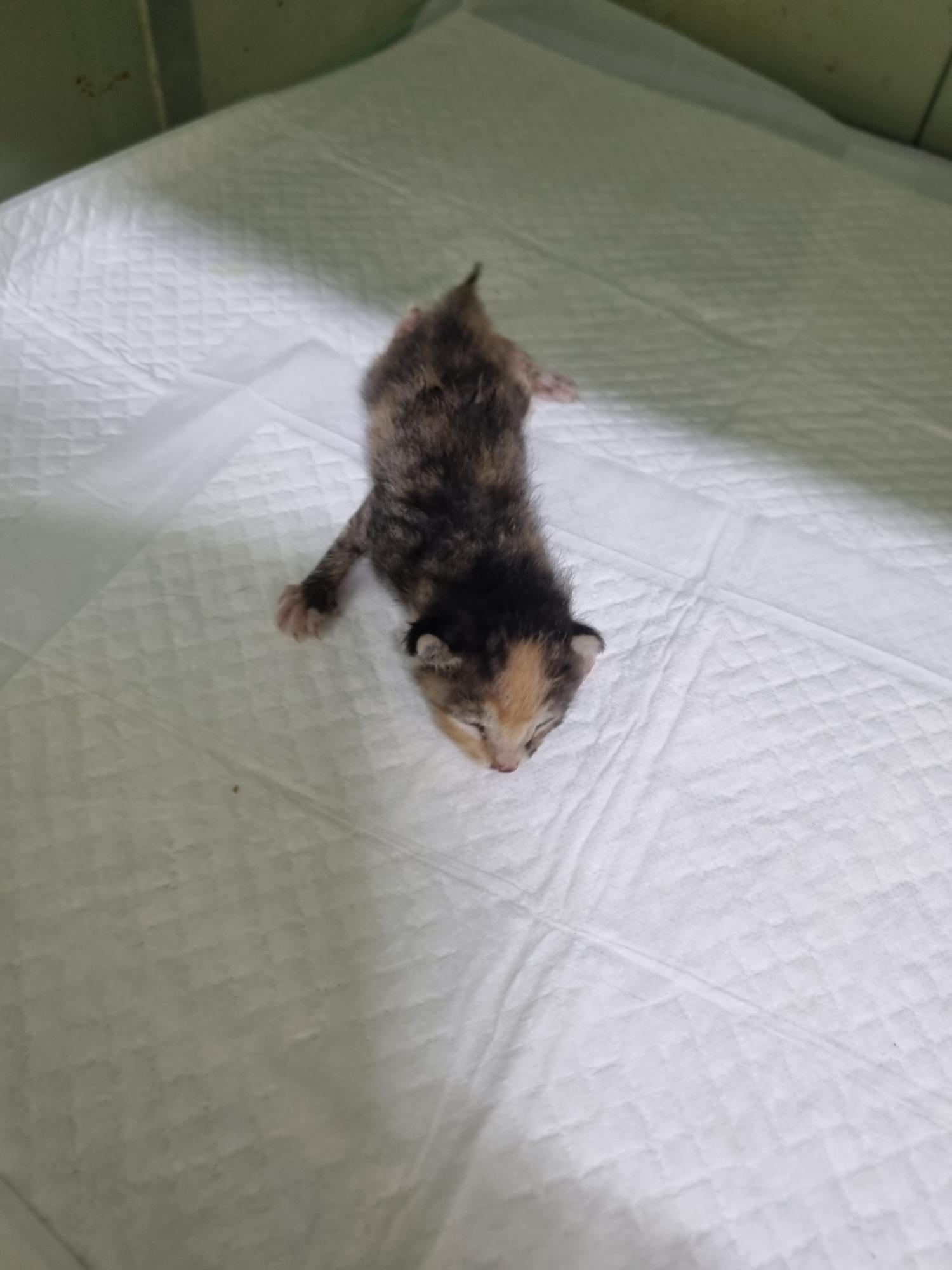 대구유기동물보호협회_427347202300743