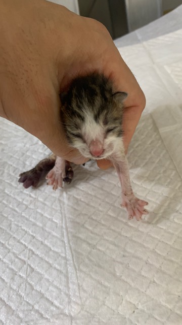 종료(자연사) 한국…