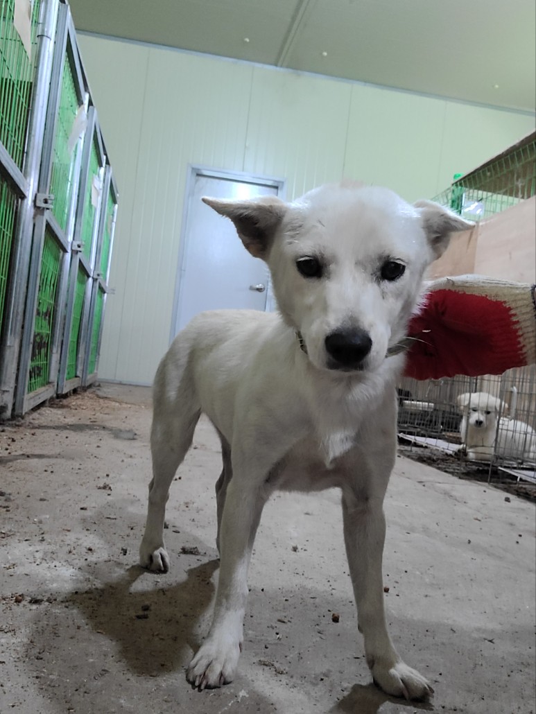 고령군 임시보호소_447520202300299
