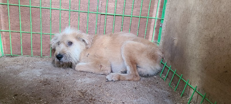 고령군 임시보호소_447520202300298