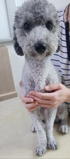 종료(반환) 푸들의…