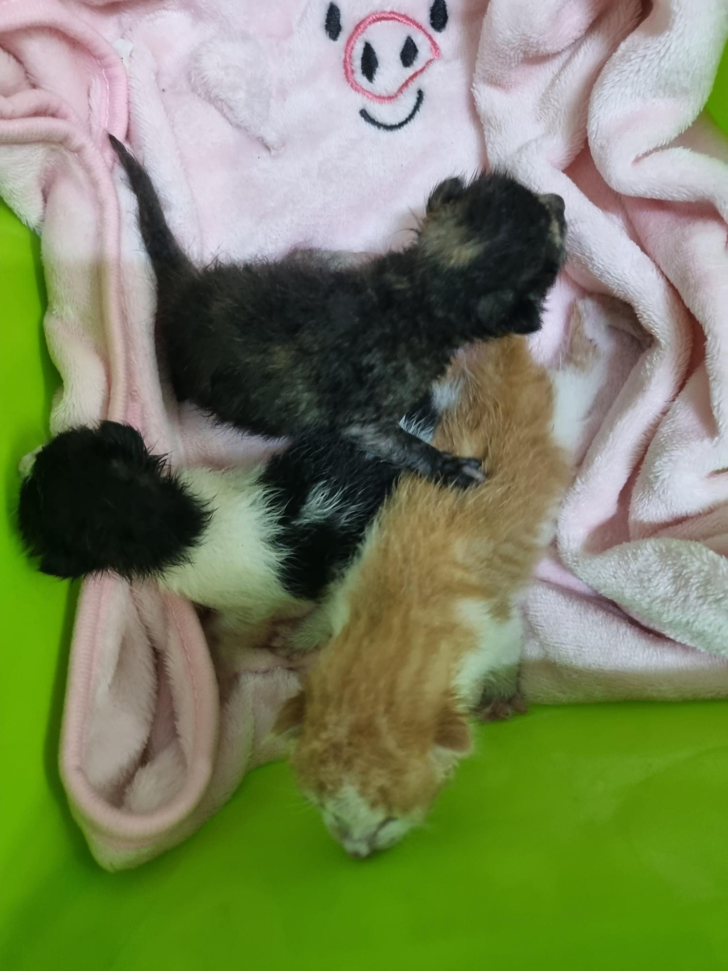 대구유기동물보호협회_427347202300741