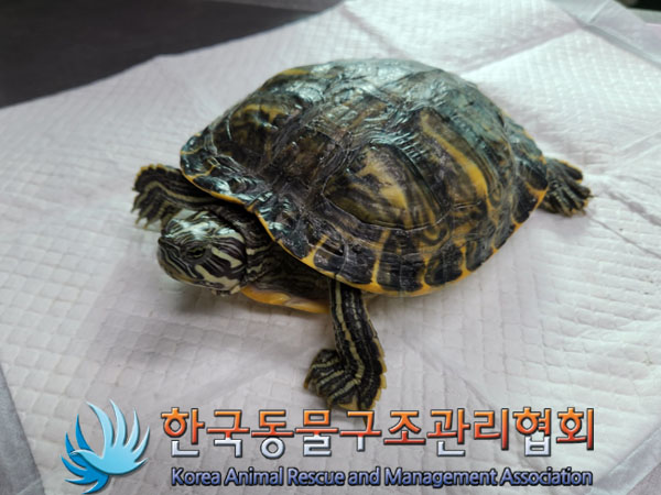 종료(안락사) 거북…