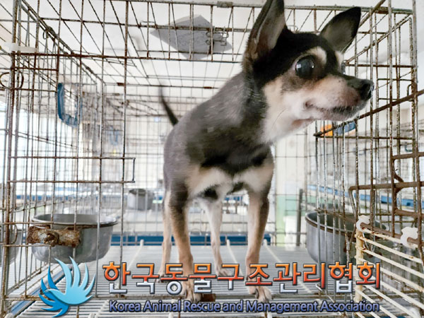 한국동물구조관리협회_411323202300762