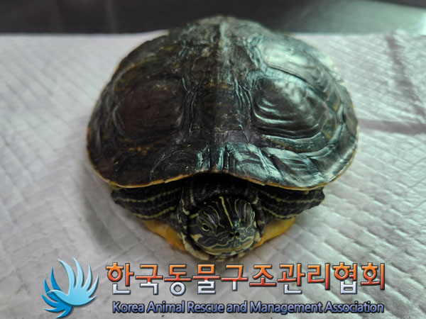 한국동물구조관리협회_411301202300380