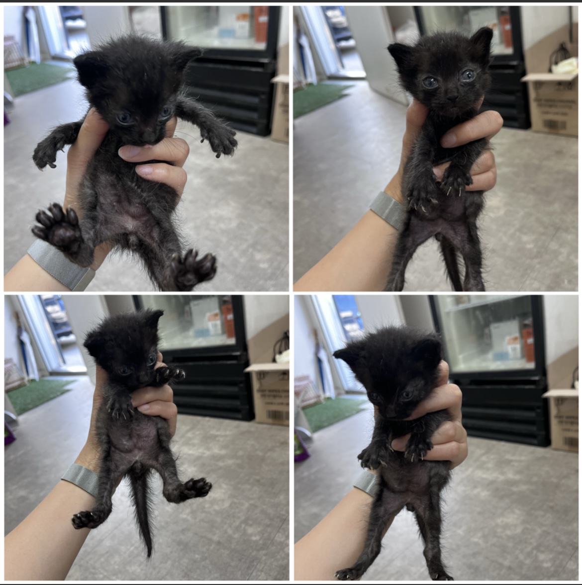 천안시유기동물보호소_444449202301813