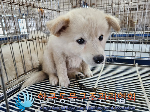 한국동물구조관리협회_441409202301305