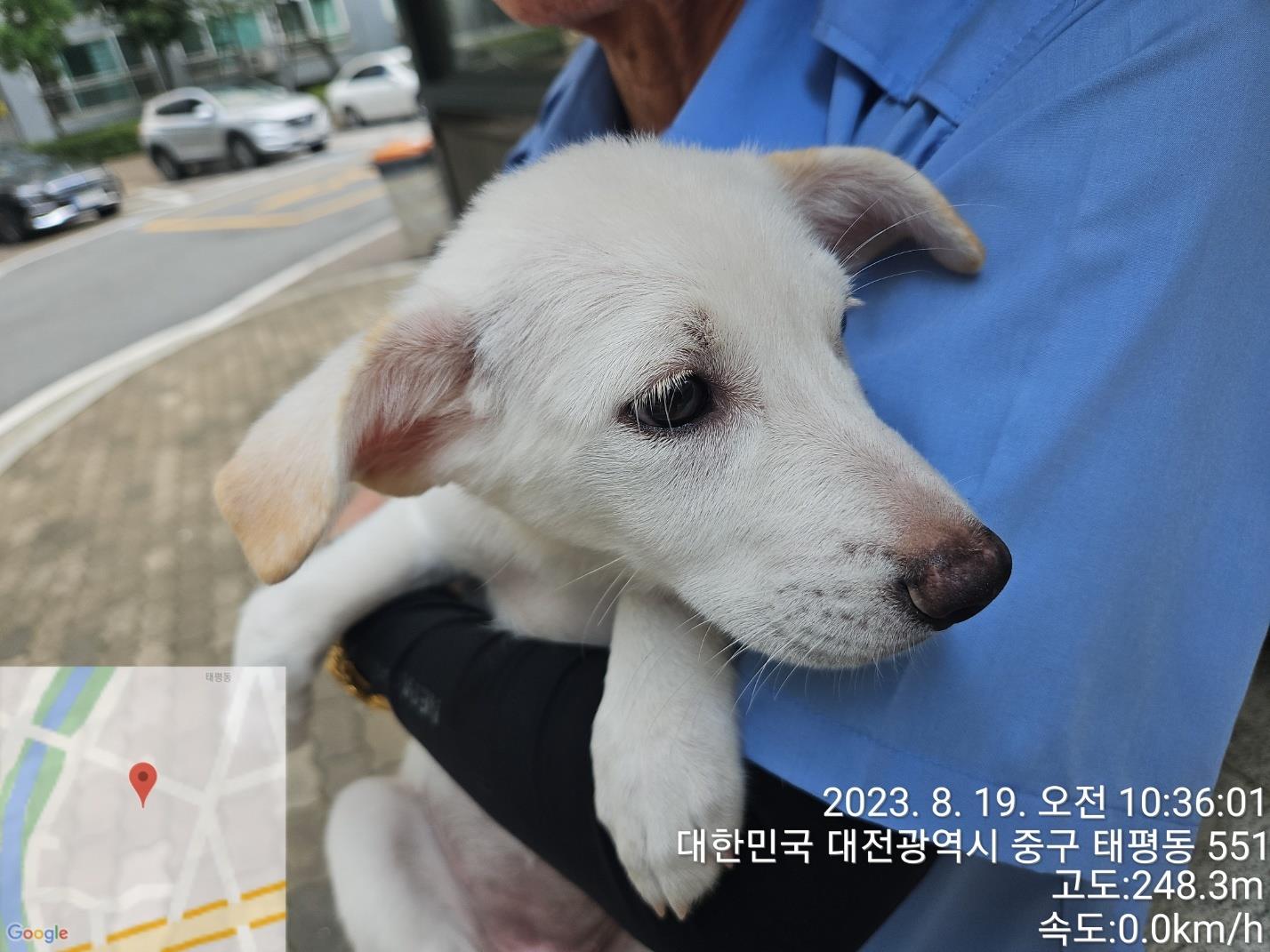 대전동물보호센터_430365202300378