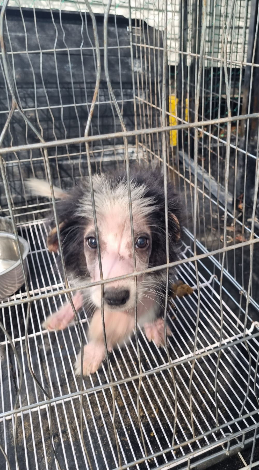 동해시유기동물보호소_442421202300215