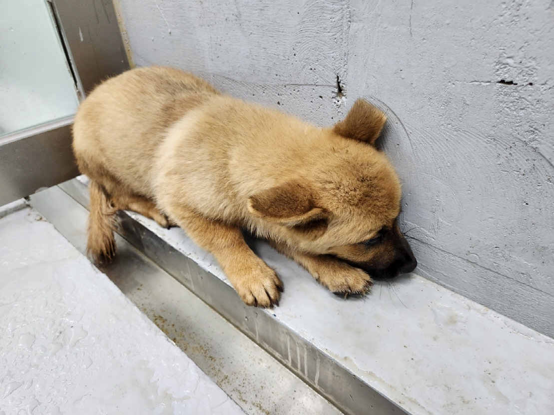 해남유기동물보호센터_446493202300227