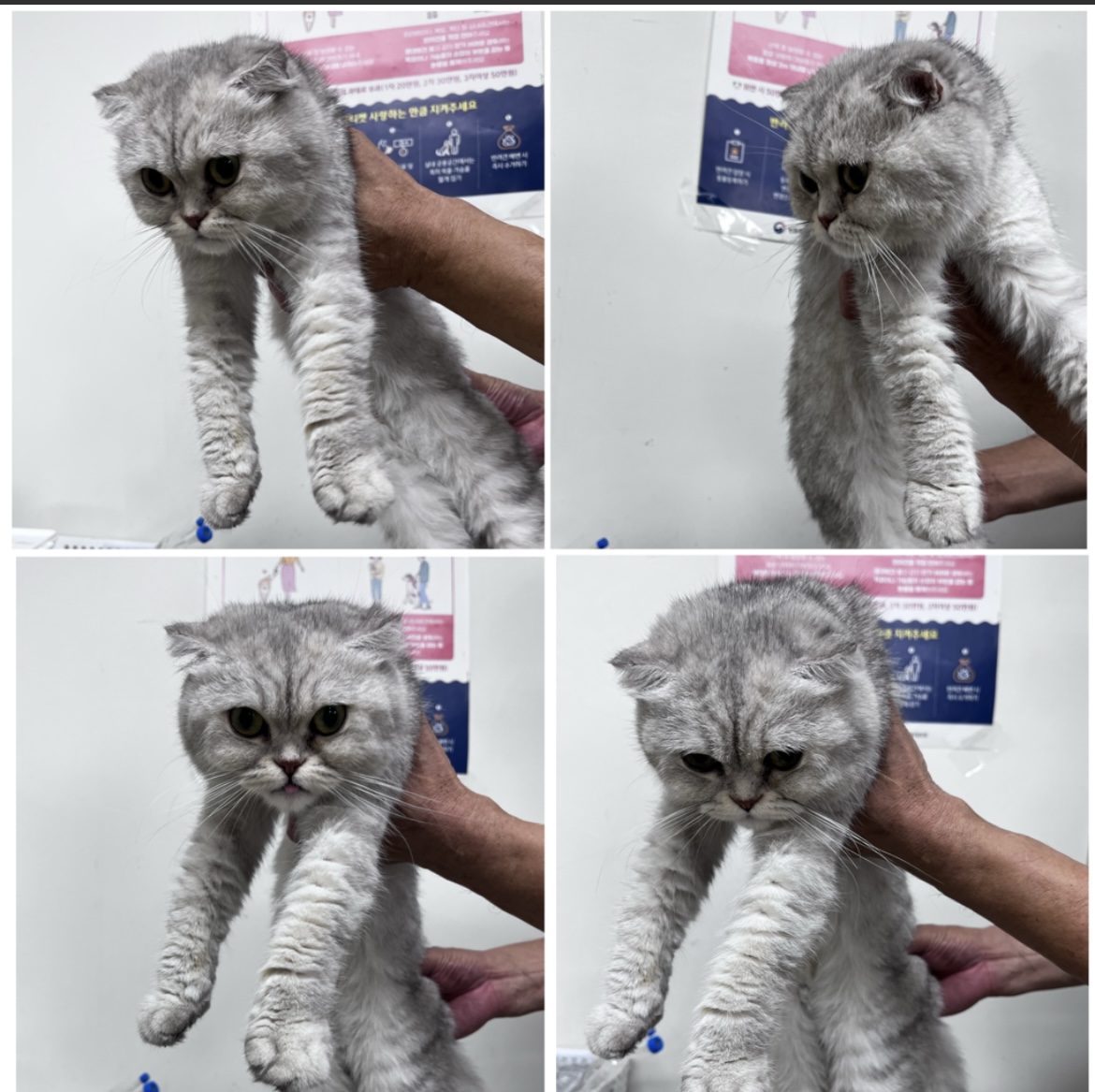 천안시유기동물보호소_444449202301814